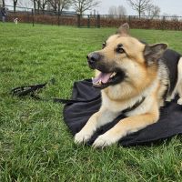 Hondenoppas werk Gorinchem: baasje van Buddy