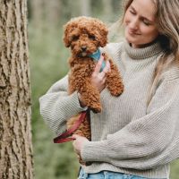 Hondenoppas werk Hattem: baasje van Willa