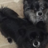 Hondenoppas werk Vlaardingen: baasje van Paco & Pico