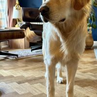 Hondenoppas werk Den Haag: baasje van Stip
