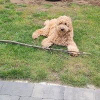 Hondenoppas werk Sint Odiliënberg: baasje van Bobbie