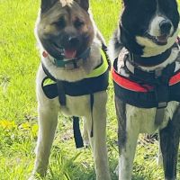 Hondenoppas werk Apeldoorn: baasje van Kaya en quibo 