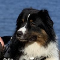 Hondenoppas werk Aalsmeer: baasje van Bobby