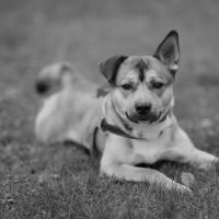 Hondenoppas werk Empel: baasje van Nacho