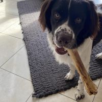 Hondenoppas werk Doetinchem: baasje van Bento