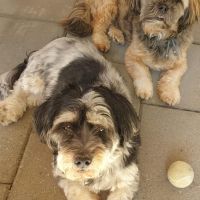 Hondenoppas adres Maastricht: Rocky en Billy 