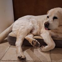 Hondenoppas werk Hoogeveen: baasje van Perro