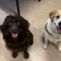 Hondenoppas werk Alphen aan den Rijn: baasje van Bandit & Mira
