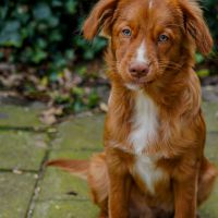 Hondenoppas werk Zwolle: baasje van Bodi