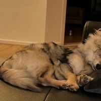 Hondenoppas werk Meerssen: baasje van Buddy