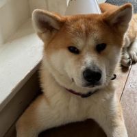 Hondenoppas werk Huizen: baasje van Denji