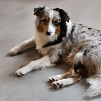 Hondenoppas werk Langeveen: baasje van Lissie