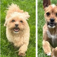 Hondenoppas werk Dronten: baasje van Ollie en Pip