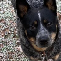 Hondenoppas werk Apeldoorn: baasje van Bella