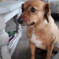 Hondenoppas werk Zwolle: baasje van Rani