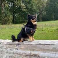 Hondenoppas werk Apeldoorn: baasje van Baco 