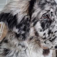Hondenoppas werk Nieuwegein: baasje van Mattie