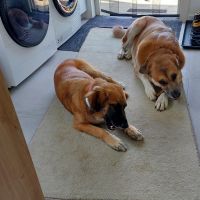 Hondenoppas werk Rilland: baasje van Nino en Mia
