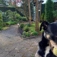 Hondenoppas werk Amersfoort: baasje van Tara