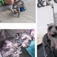 Hondenoppas werk Valkenburg (Zuid-Holland): baasje van Dex