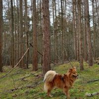 Hondenoppas werk Hilversum: baasje van Billie