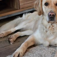 Hondenoppas werk Veenendaal: baasje van Dexie 