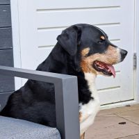 Hondenoppas werk Doornenburg: baasje van Bayco