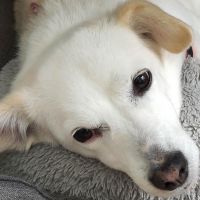 Hondenoppas werk Arnhem: baasje van Happy en Liv