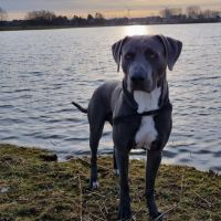 Hondenoppas werk Nijmegen: baasje van Moos