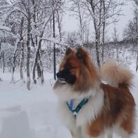 Hondenoppas werk Bussum: baasje van Odin
