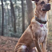 Hondenoppas werk Soest: baasje van Dorothy