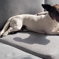 Hondenoppas werk Terneuzen: baasje van Toby
