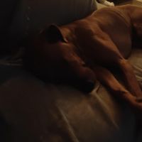 Hondenoppas werk Hoofddorp: baasje van Nacho