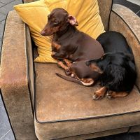 Hondenoppas werk Vlissingen: baasje van Milo&Louis
