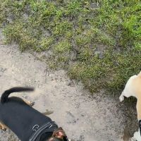 Hondenoppas werk Heerhugowaard: baasje van Lars en Luuk