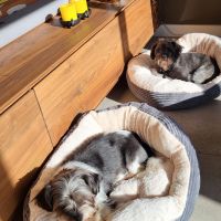 Hondenoppas werk Lichtenvoorde: baasje van Suus en Whoopy 