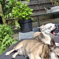 Hondenoppas werk Moerkapelle: baasje van Macho en lo