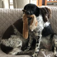 Hondenoppas werk Driebergen-Rijsenburg: baasje van Sammie en Leila 