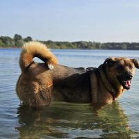 Hondenoppas werk Hoeven (Halderberge): baasje van Micky