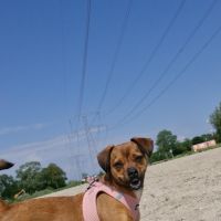Hondenoppas werk Almere: baasje van Cséber