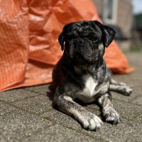 Hondenoppas werk Ospel: baasje van Ruby