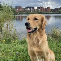 Hondenoppas werk Breda: baasje van Bobbie