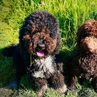 Hondenoppas werk Nieuwe-Niedorp: baasje van Daks en Figo