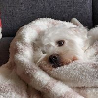 Hondenoppas werk Alkmaar: baasje van Loui