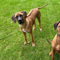 Hondenoppas werk Ter Apel: baasje van Zazou & Obi