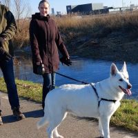 Hondenoppas Leeuwarden: Fimke