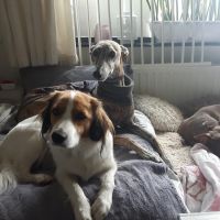 Hondenuitlaatservice Sint-Annaland: Jessica