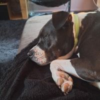Hondenoppas werk Emmer-Compascuum: baasje van Rocky 