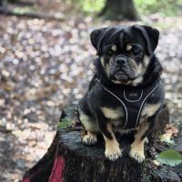 Hondenoppas werk Heemstede: baasje van Dodo