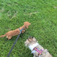 Hondenoppas werk Groningen: baasje van Fidel, Lottie